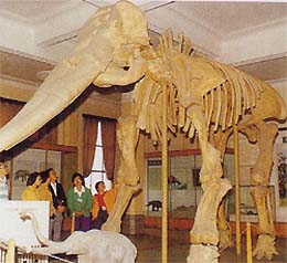 Yello River Elephant Fossil
