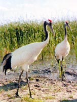Red-crowned cranes raised in the nature reserve.